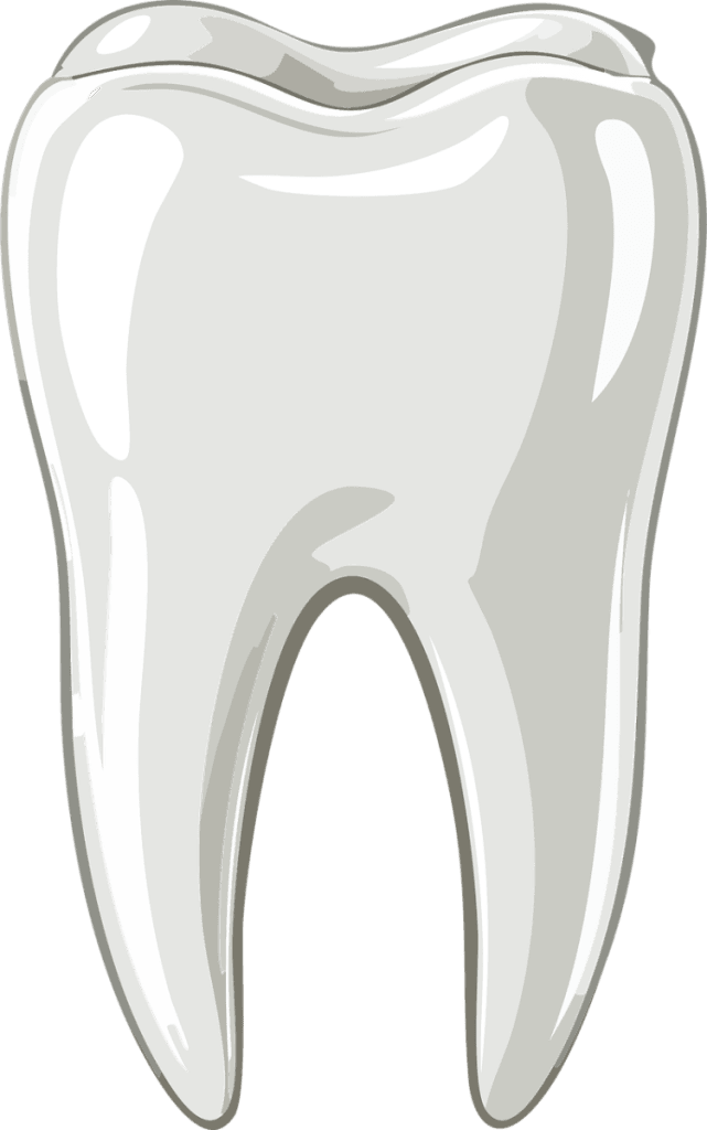 tooth, dental, dentist, human, care, health, dentistry, medical, hygiene, healthy, anatomy, enamel, root, mouth, stomatology, toothache, ai generated